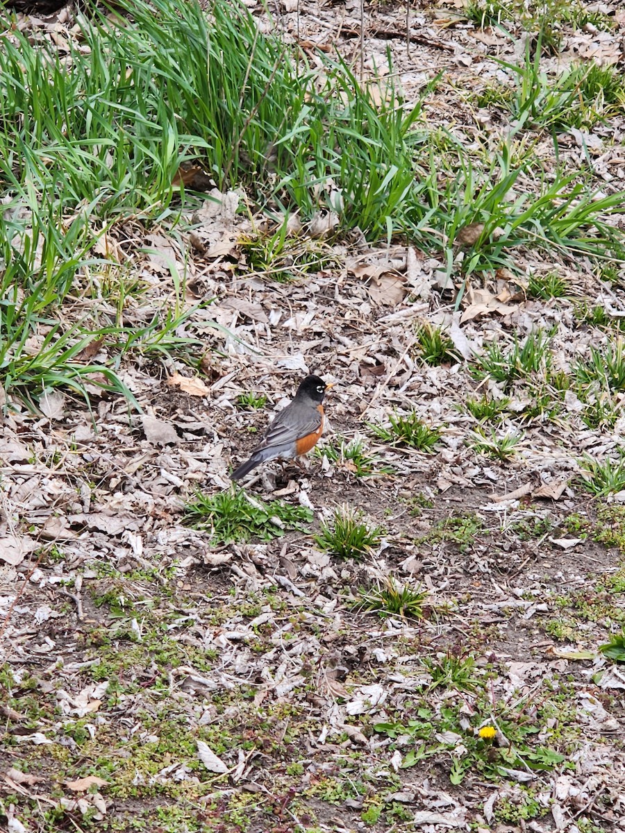 American Robin - ML616424868
