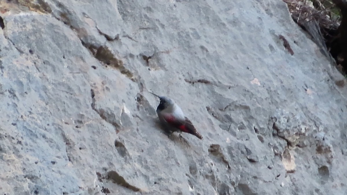 Wallcreeper - Jaume Sastre Garriga