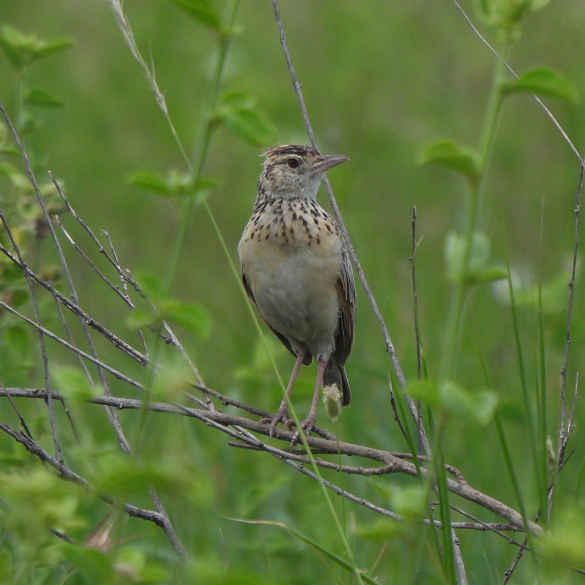 tanımsız Alaudidae sp. - ML616424879