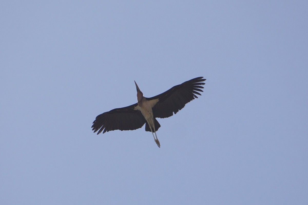 Marabou Stork - ML616424883