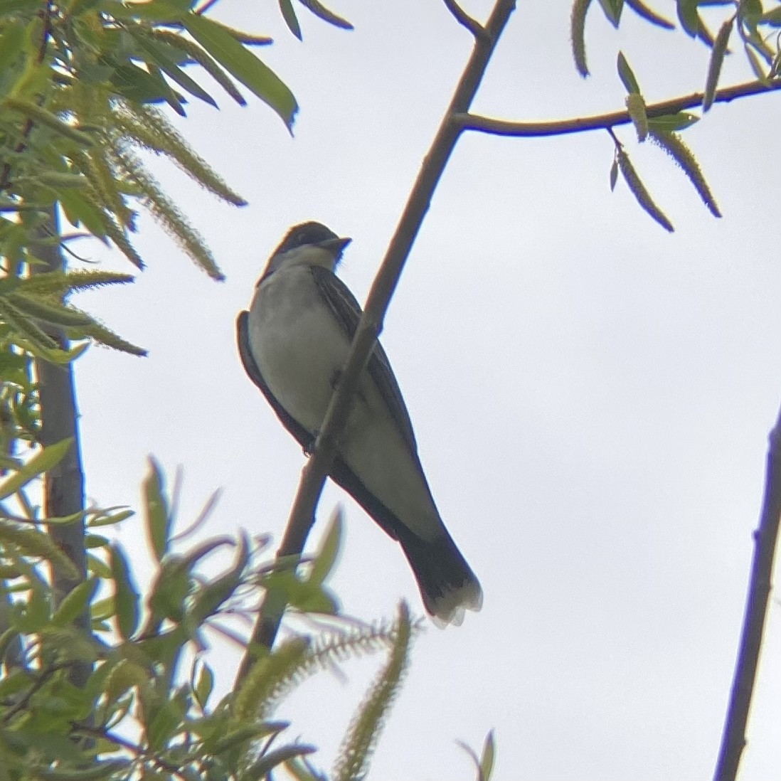 Eastern Kingbird - ML616424891