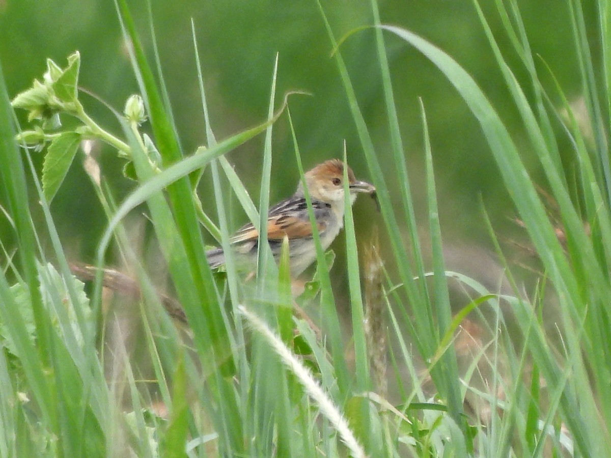 Winding Cisticola - ML616424893