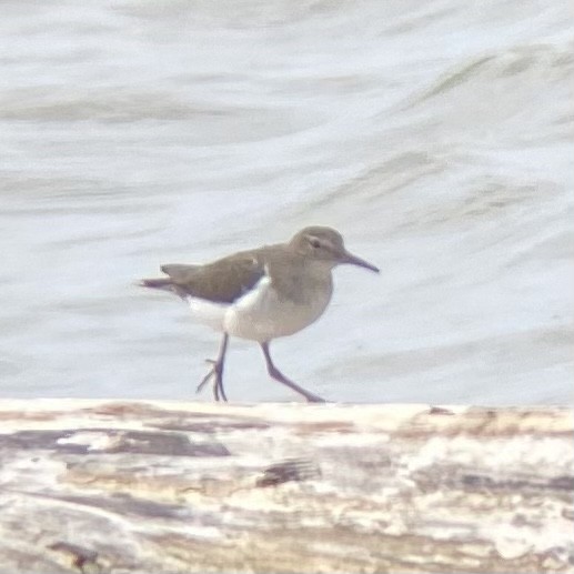 Spotted Sandpiper - ML616424899