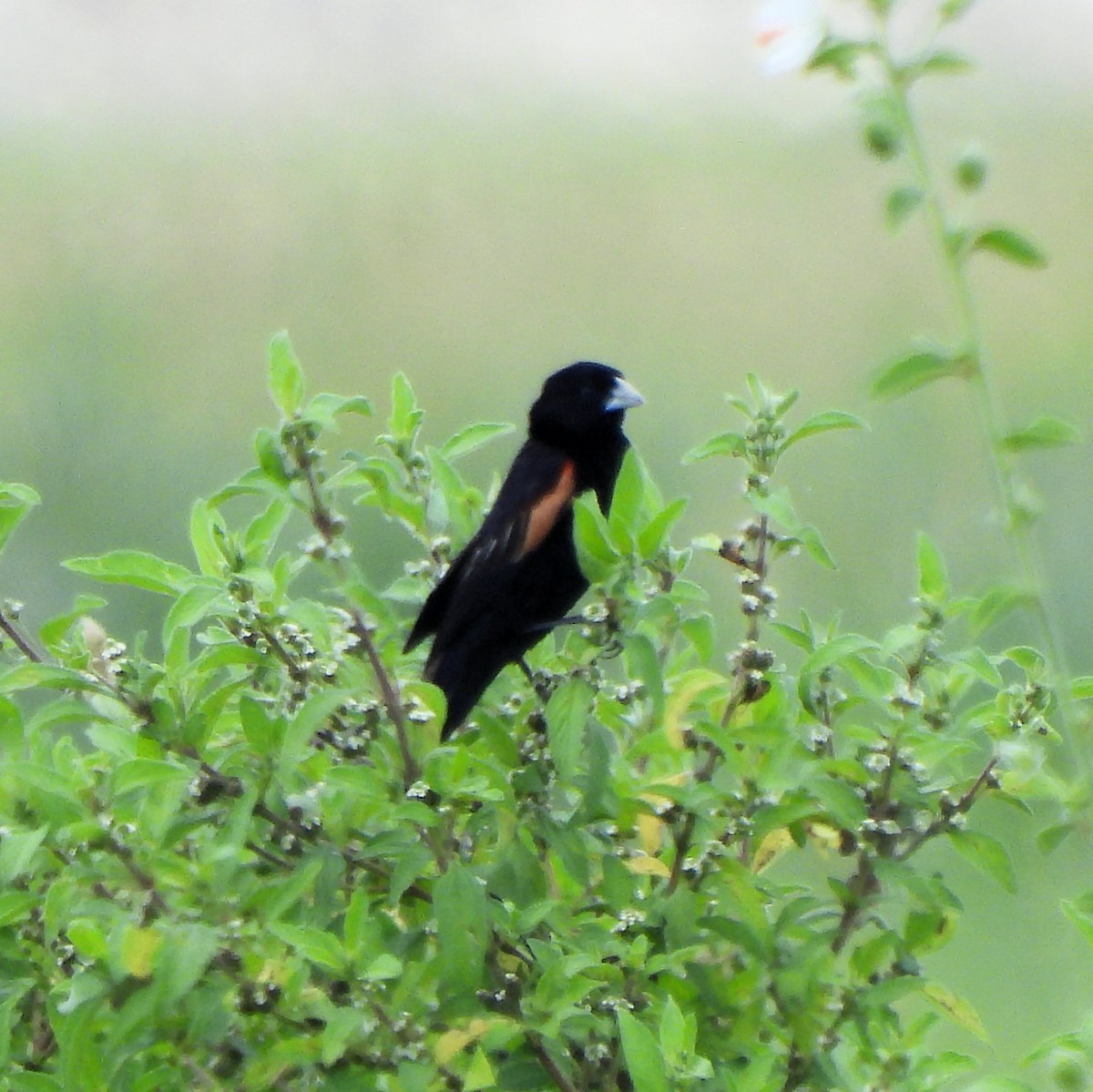 Fan-tailed Widowbird - ML616424911