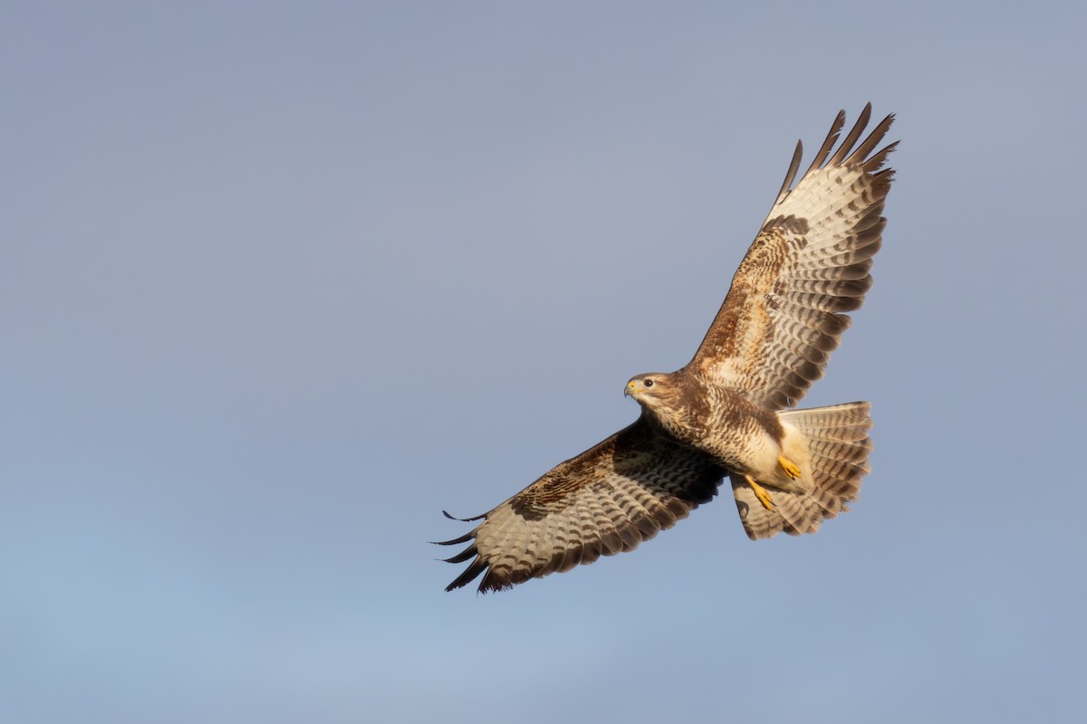 Common Buzzard (Western) - ML616424964