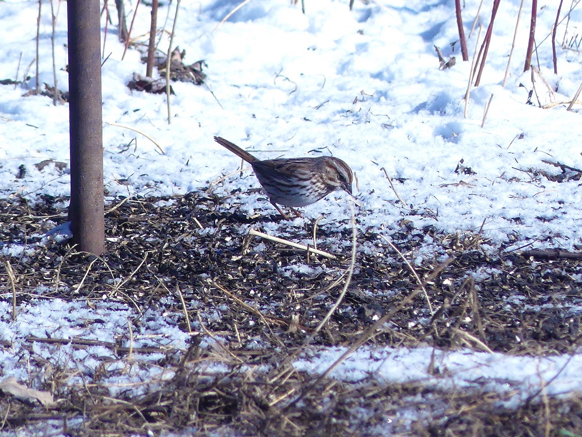 Song Sparrow - ML616425092