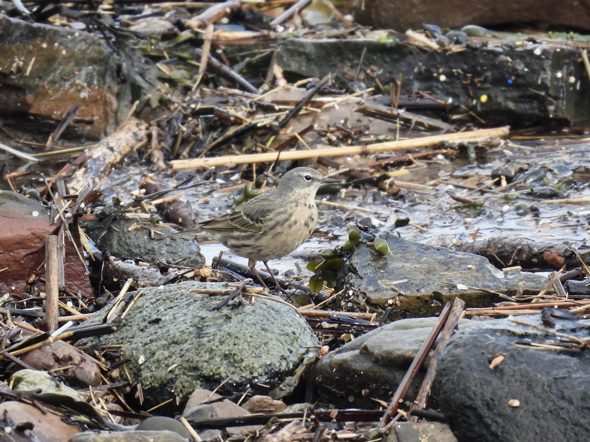 Rock Pipit (Eastern) - ML616425093