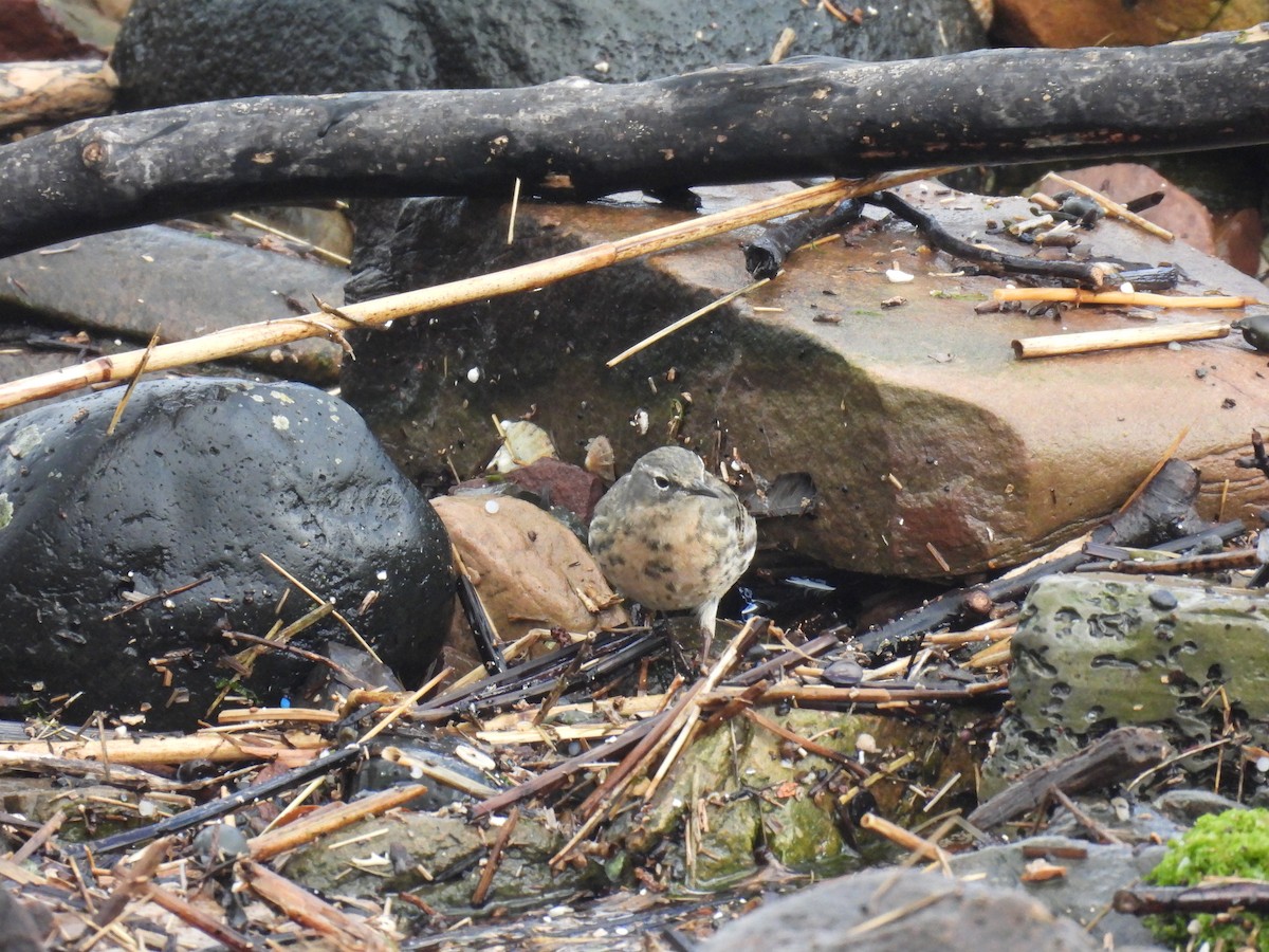 Rock Pipit (Eastern) - Jared Wilson