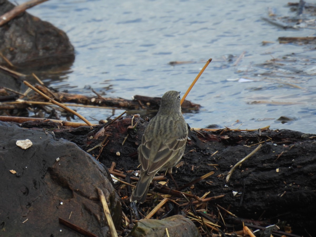 Rock Pipit (Eastern) - Jared Wilson