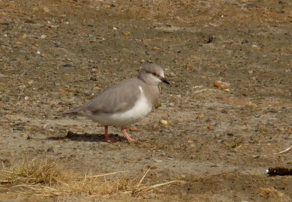 Magellanic Plover - Bob Curry