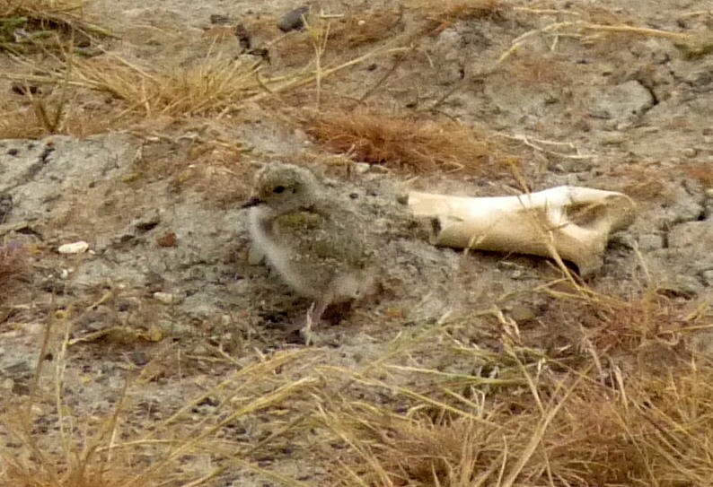 Magellanic Plover - Bob Curry