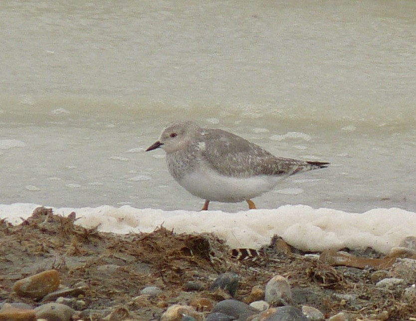 Magellanic Plover - Bob Curry