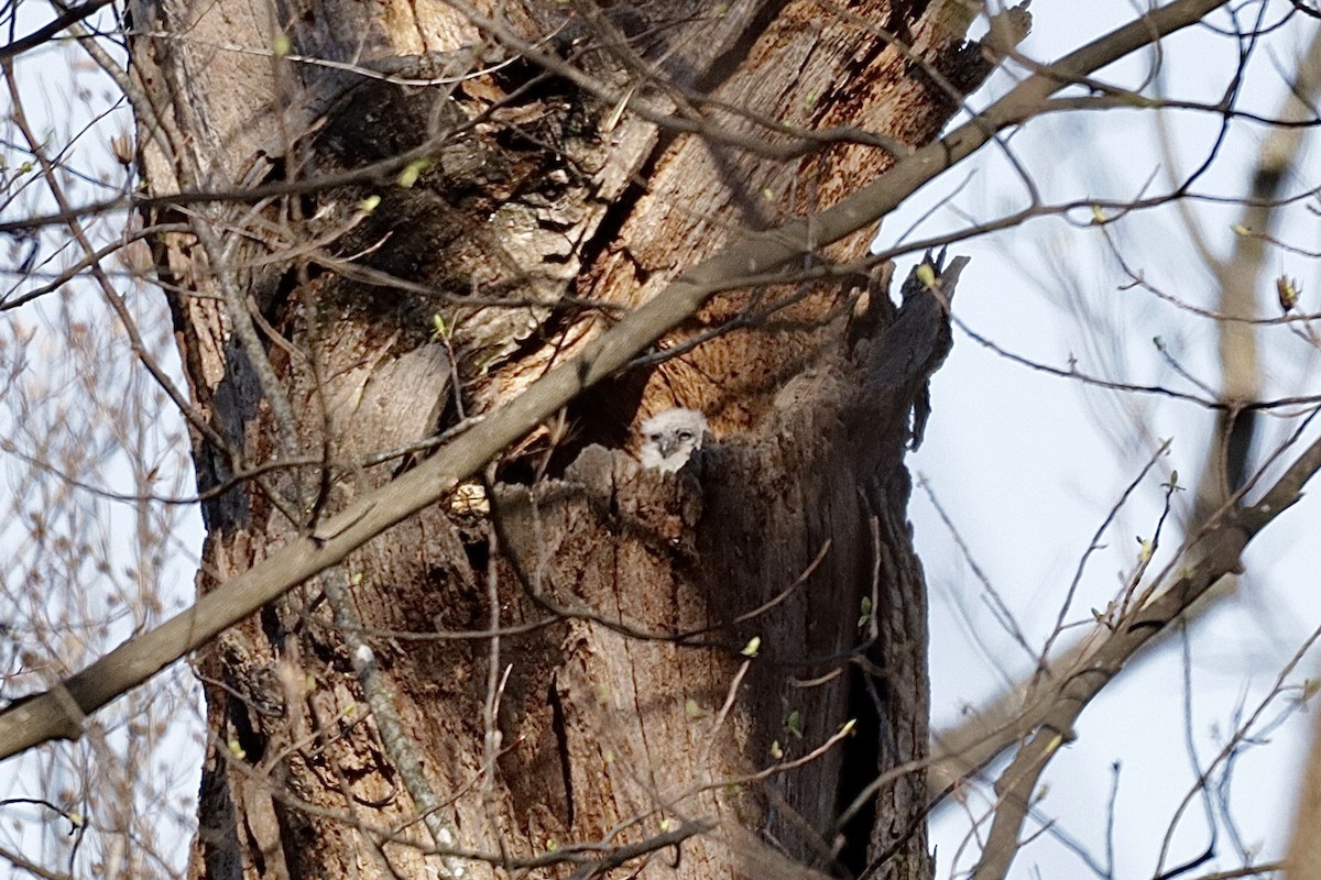 Great Horned Owl - ML616425135