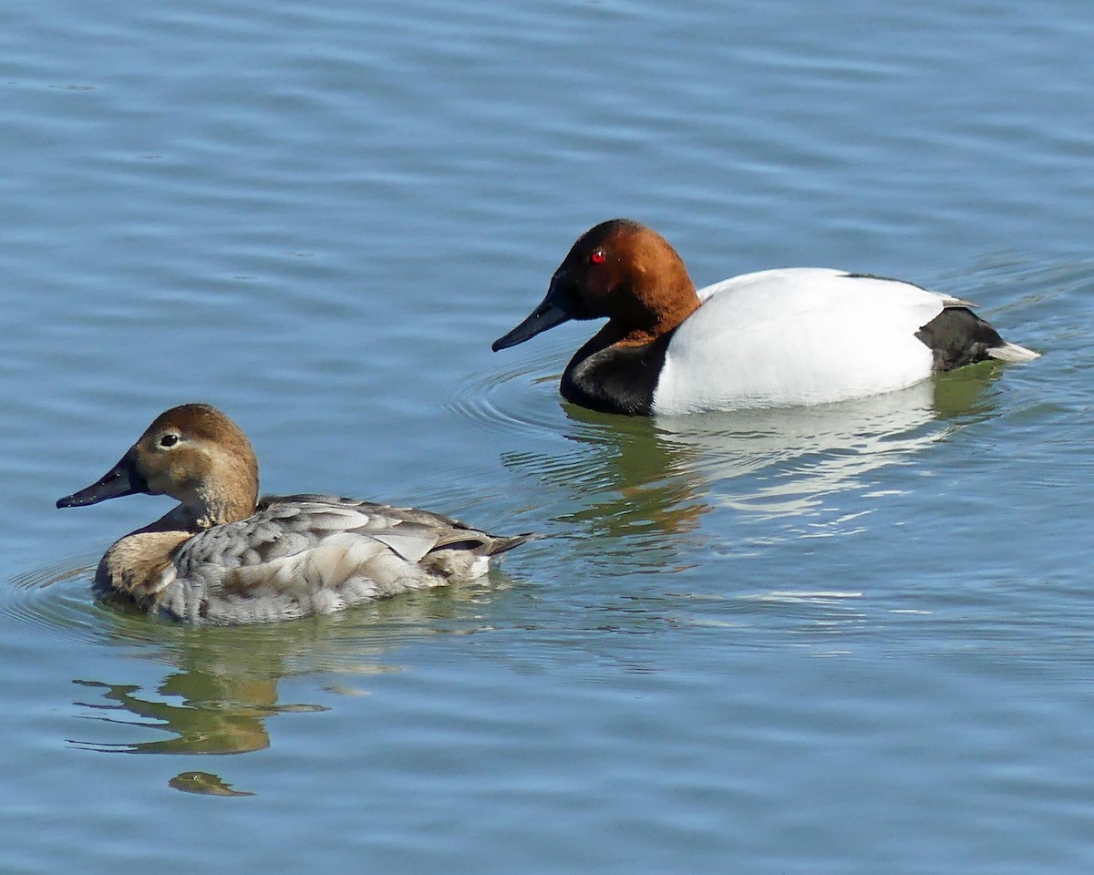 Canvasback - ML616425165