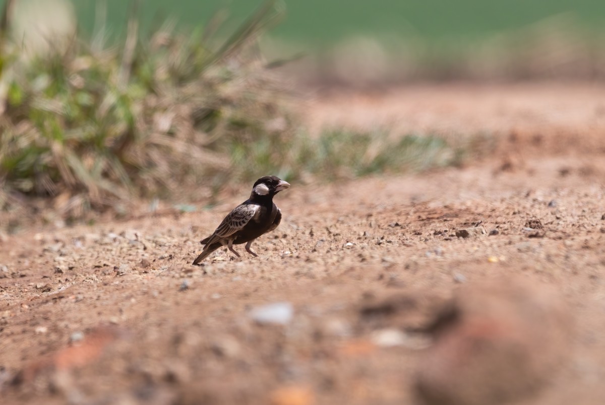 Gray-backed Sparrow-Lark - ML616425200