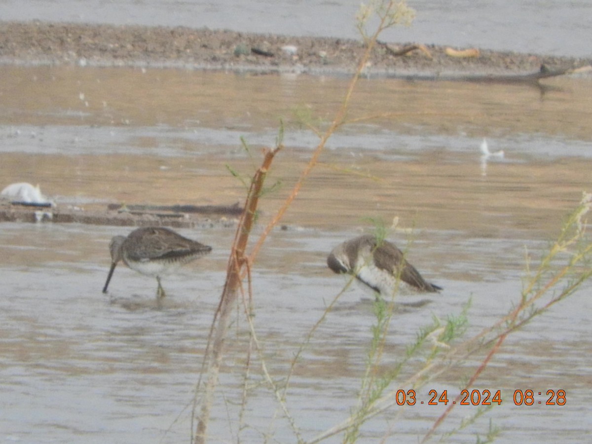 Long-billed Dowitcher - ML616425208