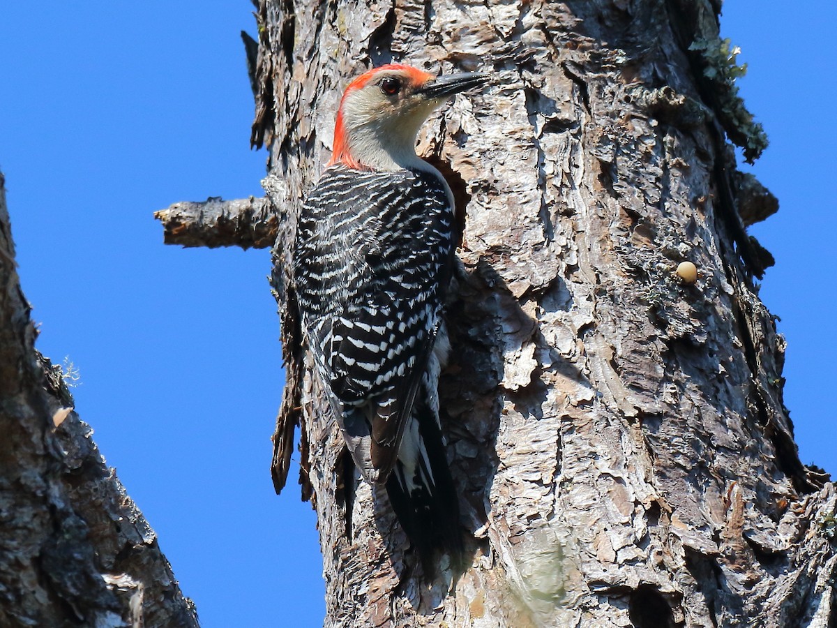 Red-bellied Woodpecker - ML616425263