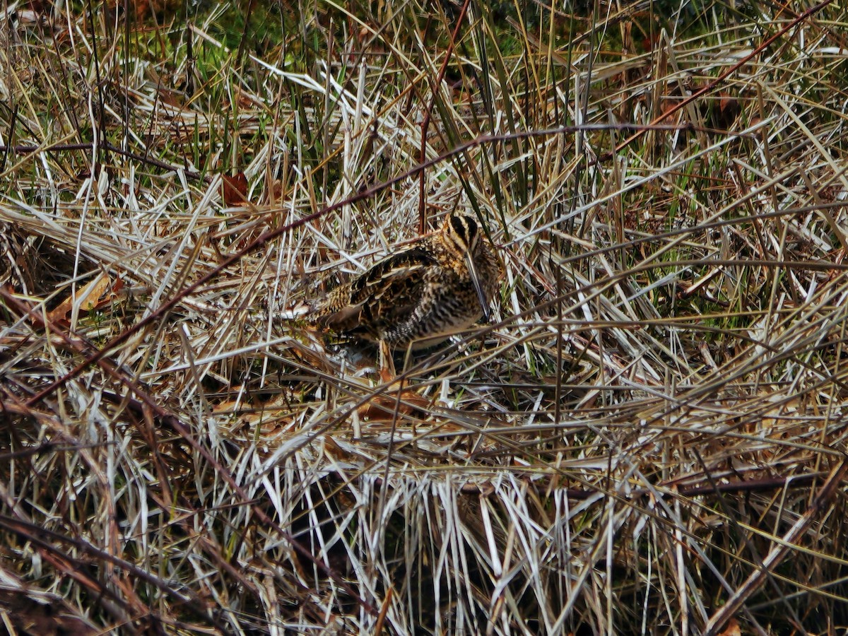 Wilson's Snipe - ML616425268