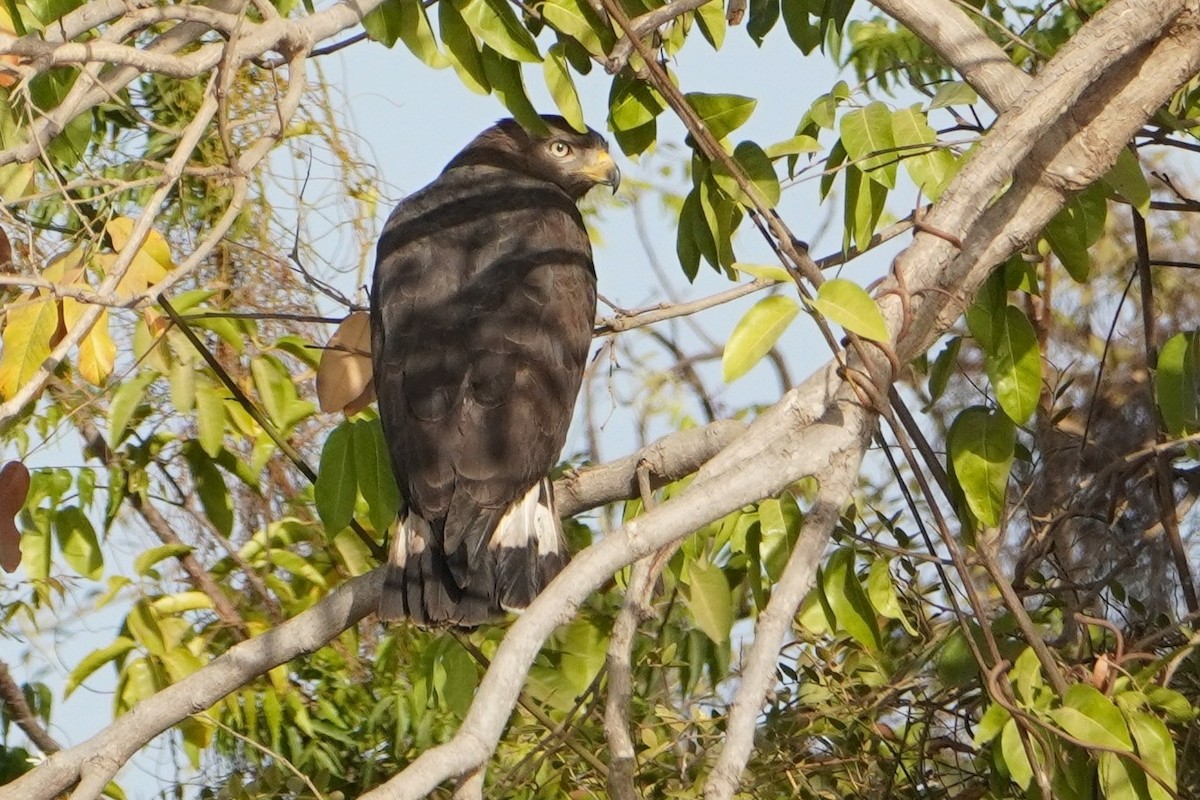 Banded Snake-Eagle - Ben Costamagna