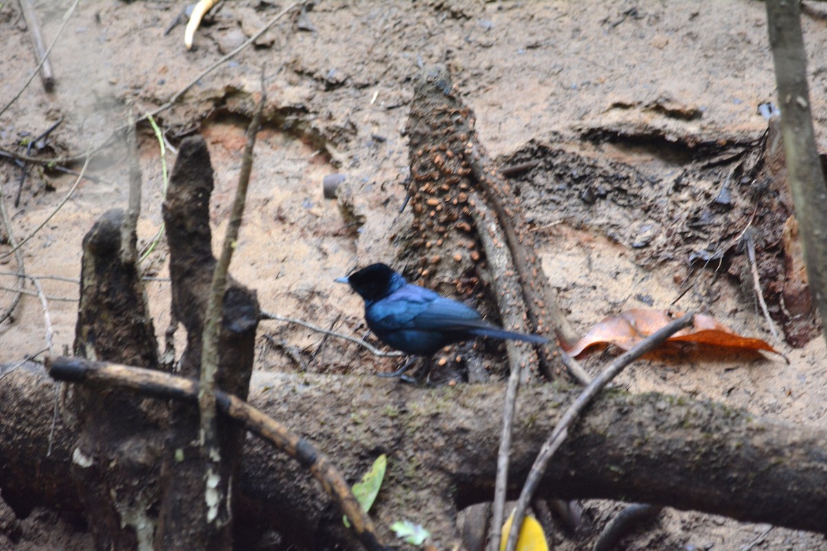 Shining Flycatcher - Dan Bormann