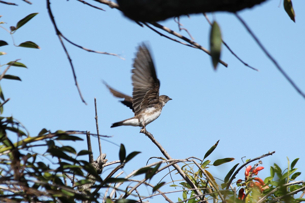 taperasvale - ML616425455