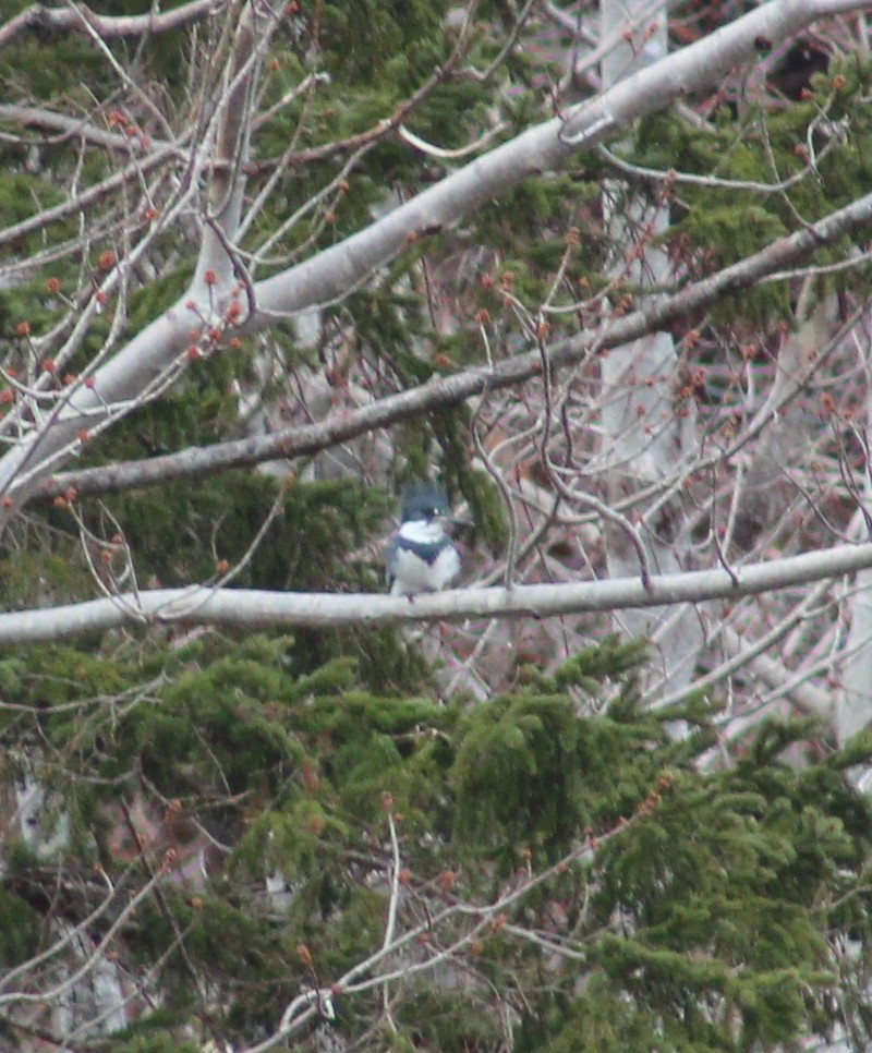 Belted Kingfisher - Linda Smith