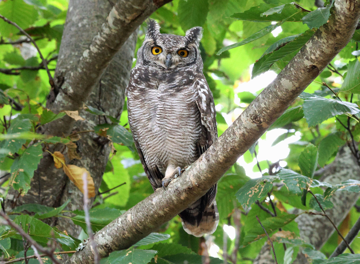 Spotted Eagle-Owl - Zoë Lunau