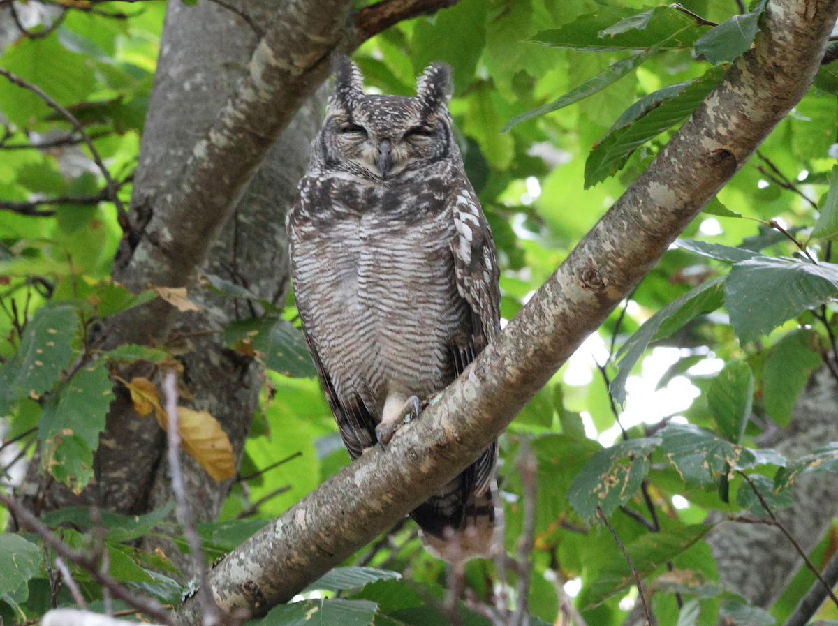 Spotted Eagle-Owl - Zoë Lunau