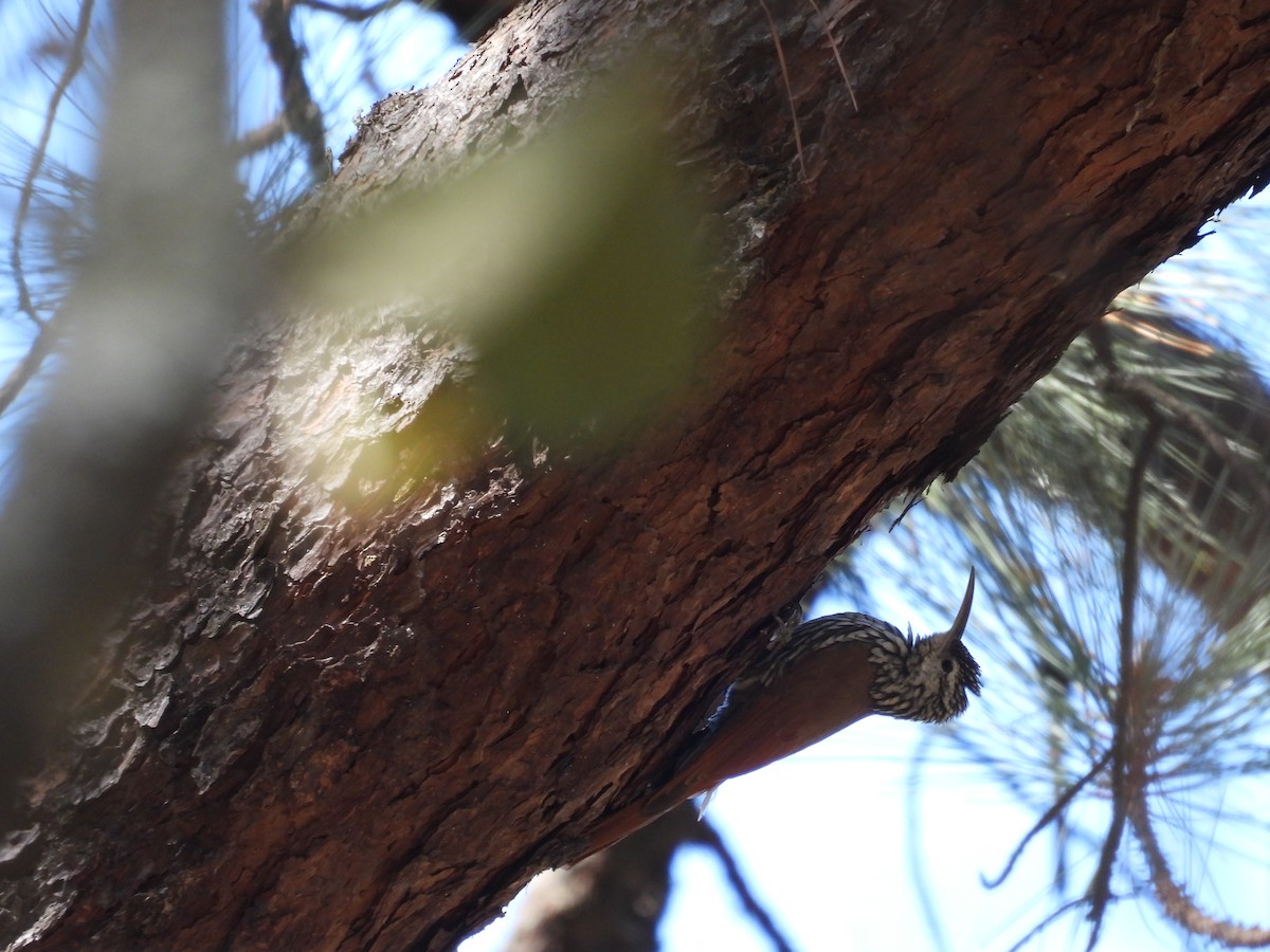 White-striped Woodcreeper - Ignacio Torres-García