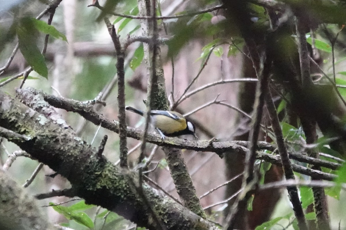 Green-backed Tit - ML616425515