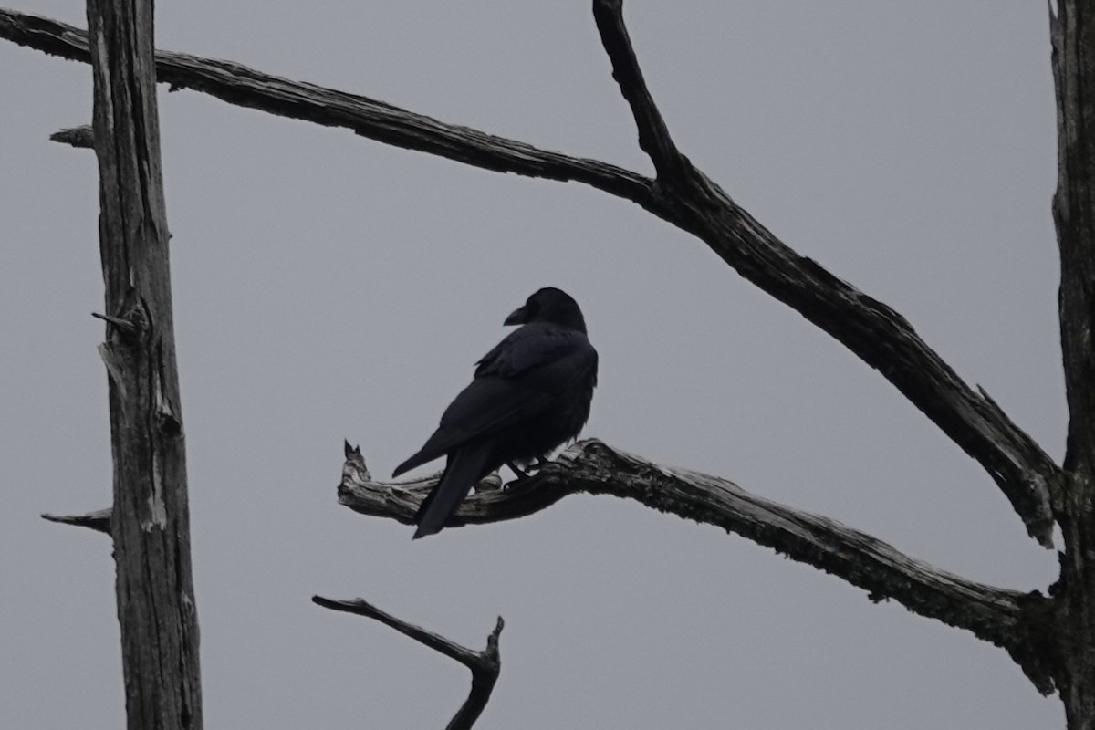 Large-billed Crow - ML616425523