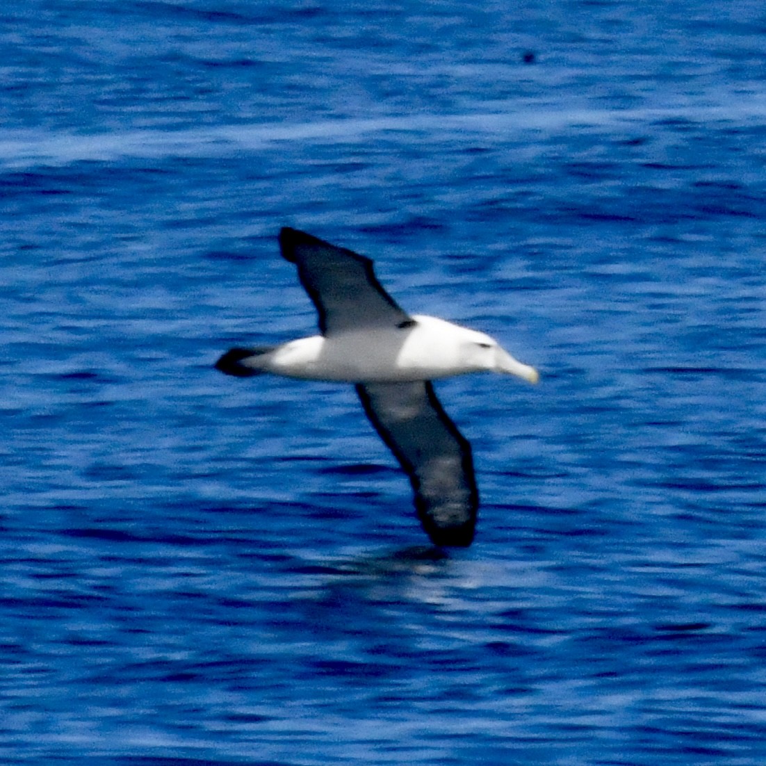 White-capped Albatross - ML616425577