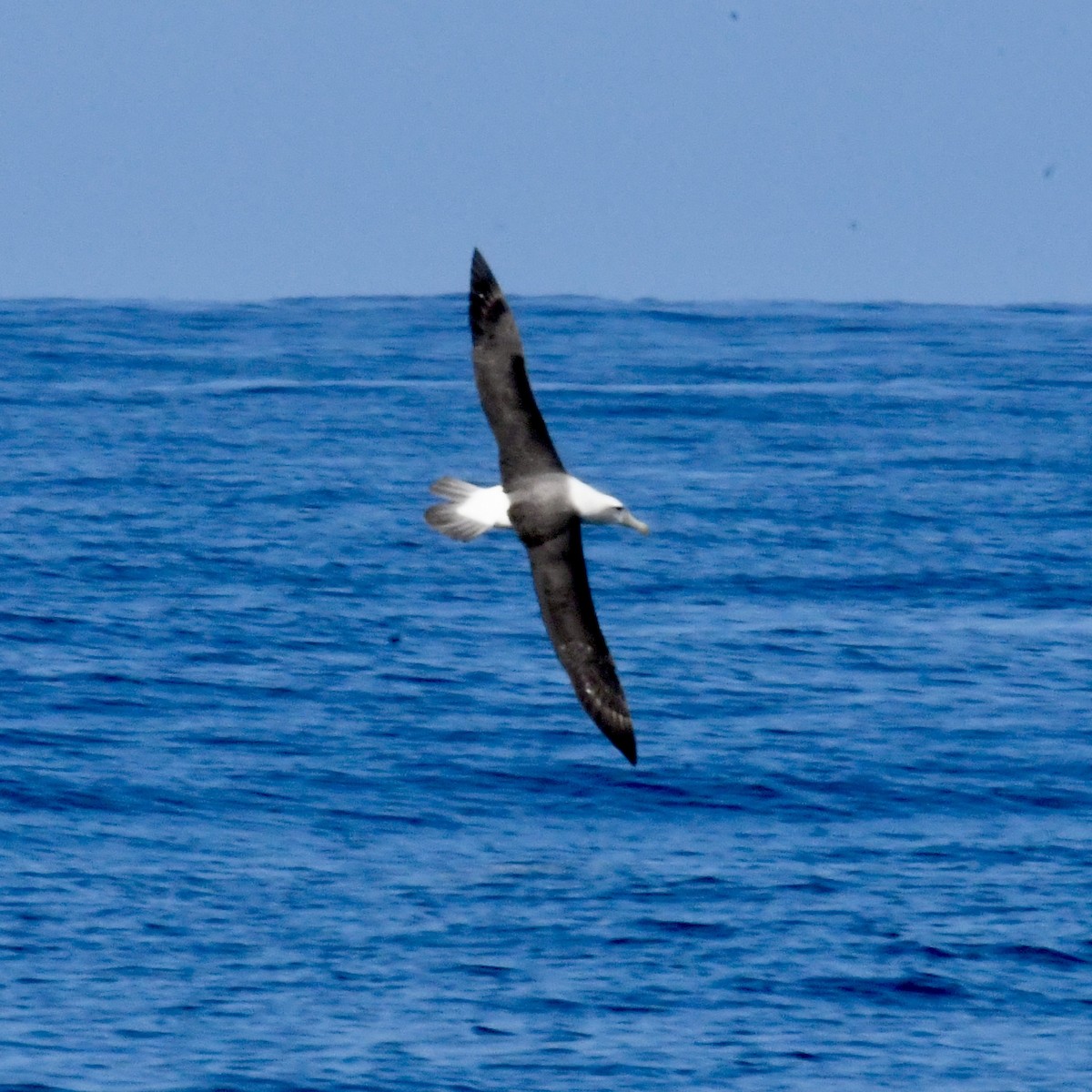 White-capped Albatross - ML616425578
