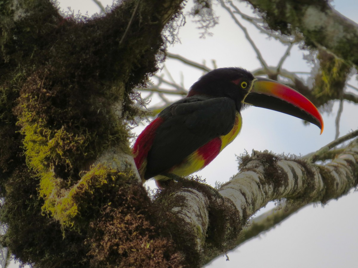 Fiery-billed Aracari - ML616425591