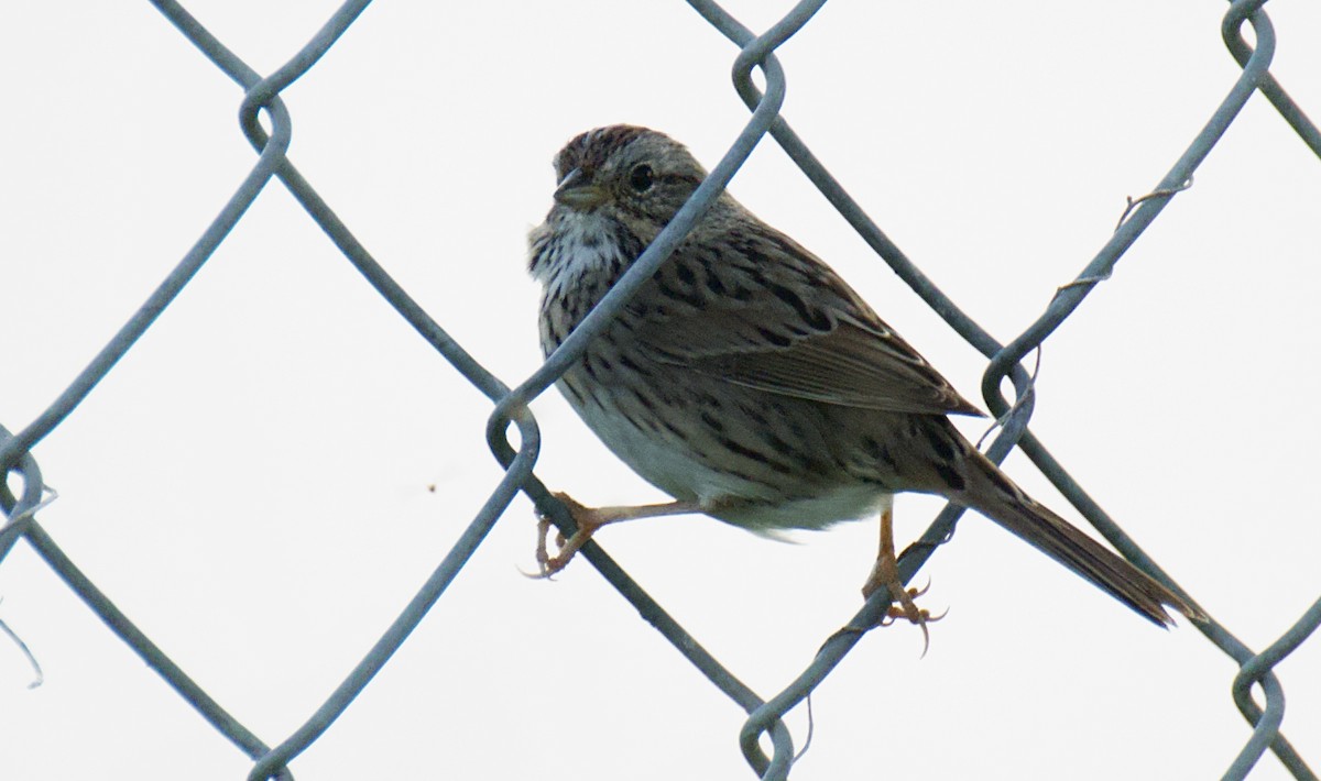 Lincoln's Sparrow - Frank Severson