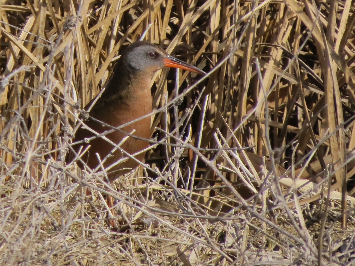 Virginia Rail (Virginia) - ML616425650