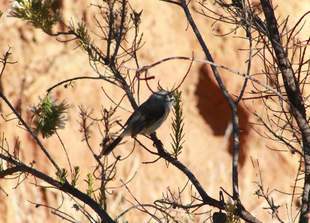 Tufted Tit-Tyrant - ML616425669