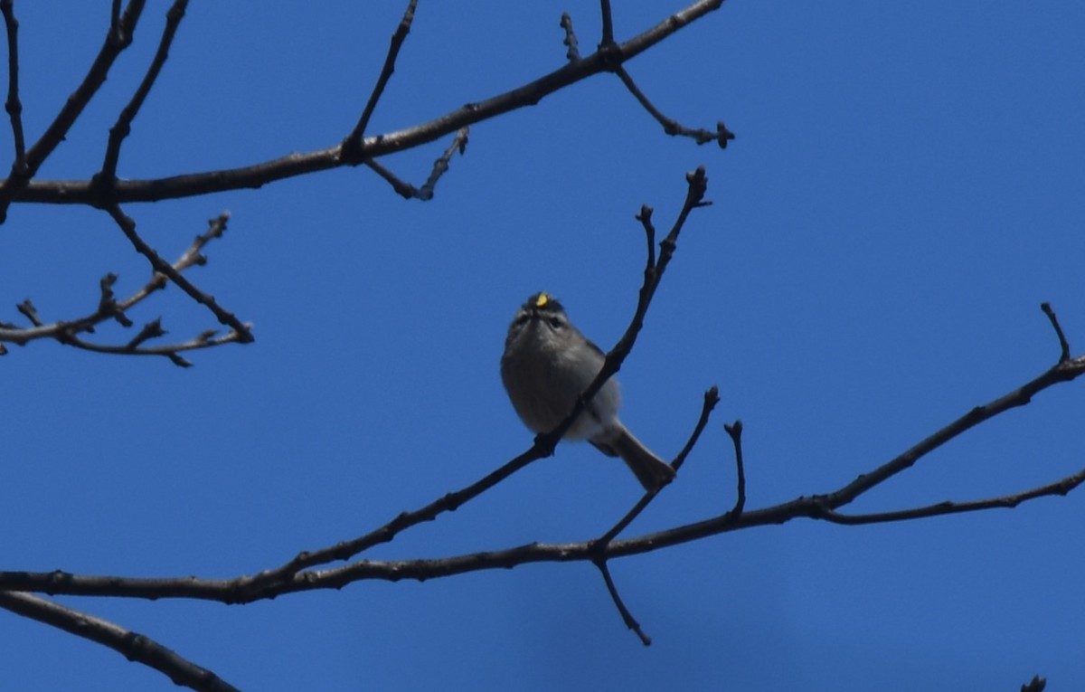 Golden-crowned Kinglet - ML616425675