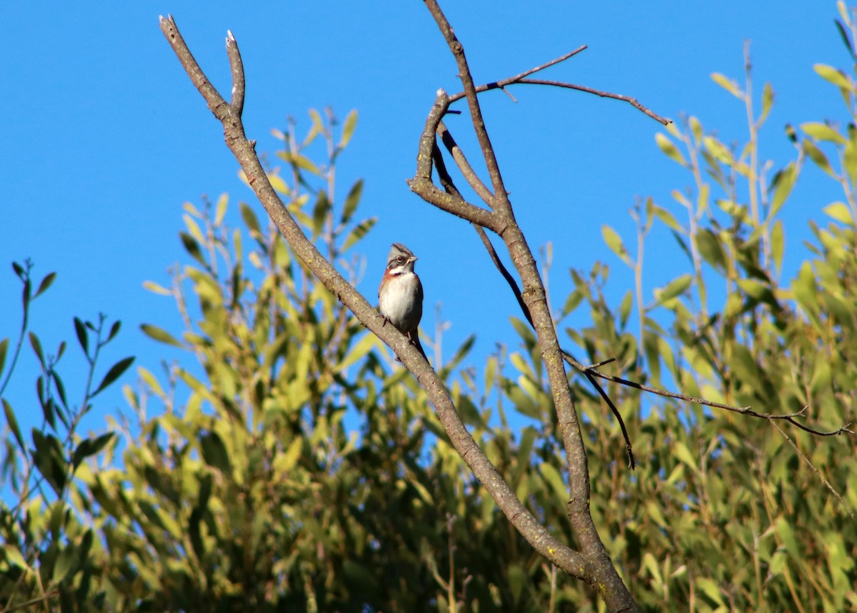 Rufous-collared Sparrow - ML616425686