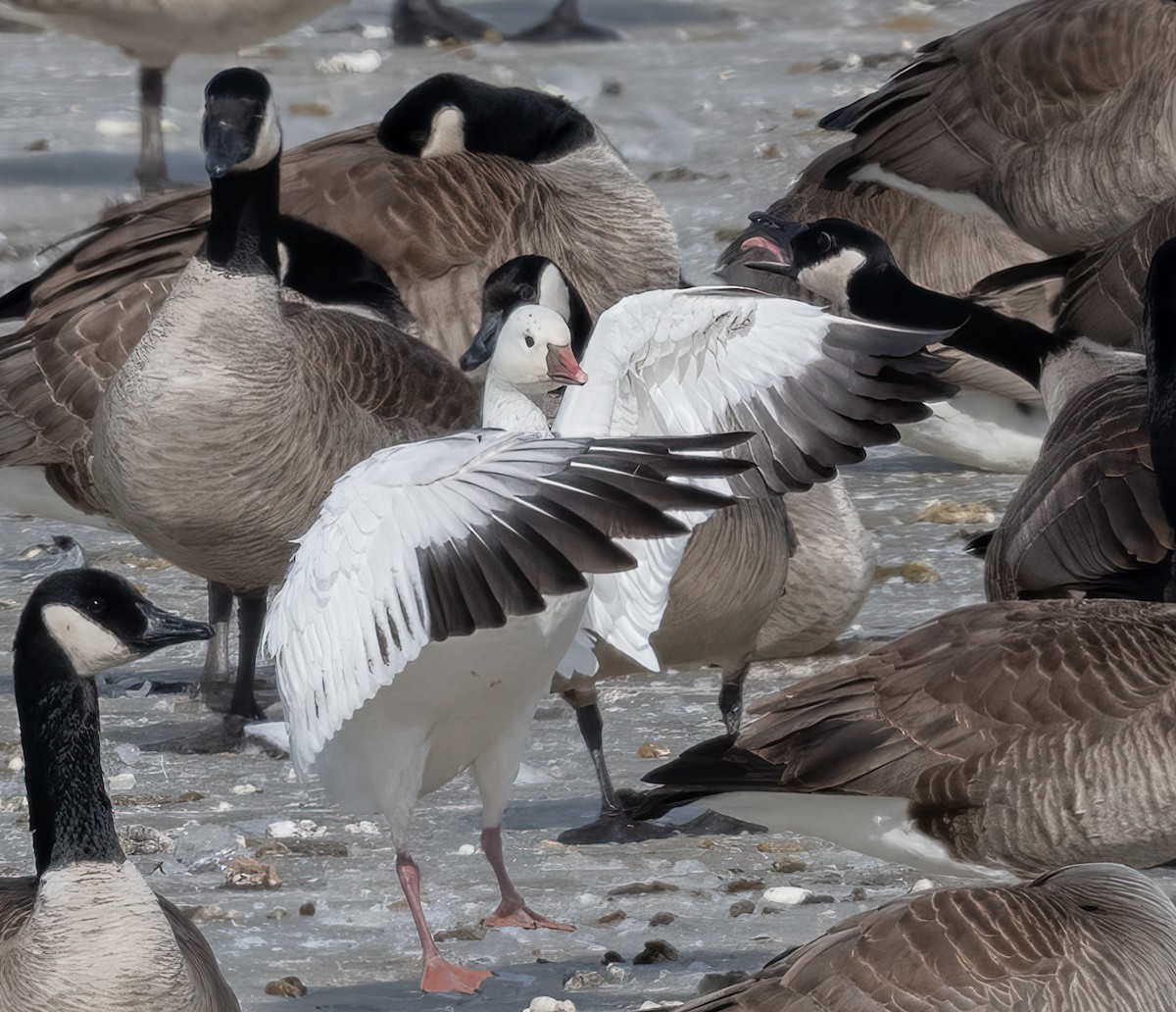 Ross's Goose - ML616425691