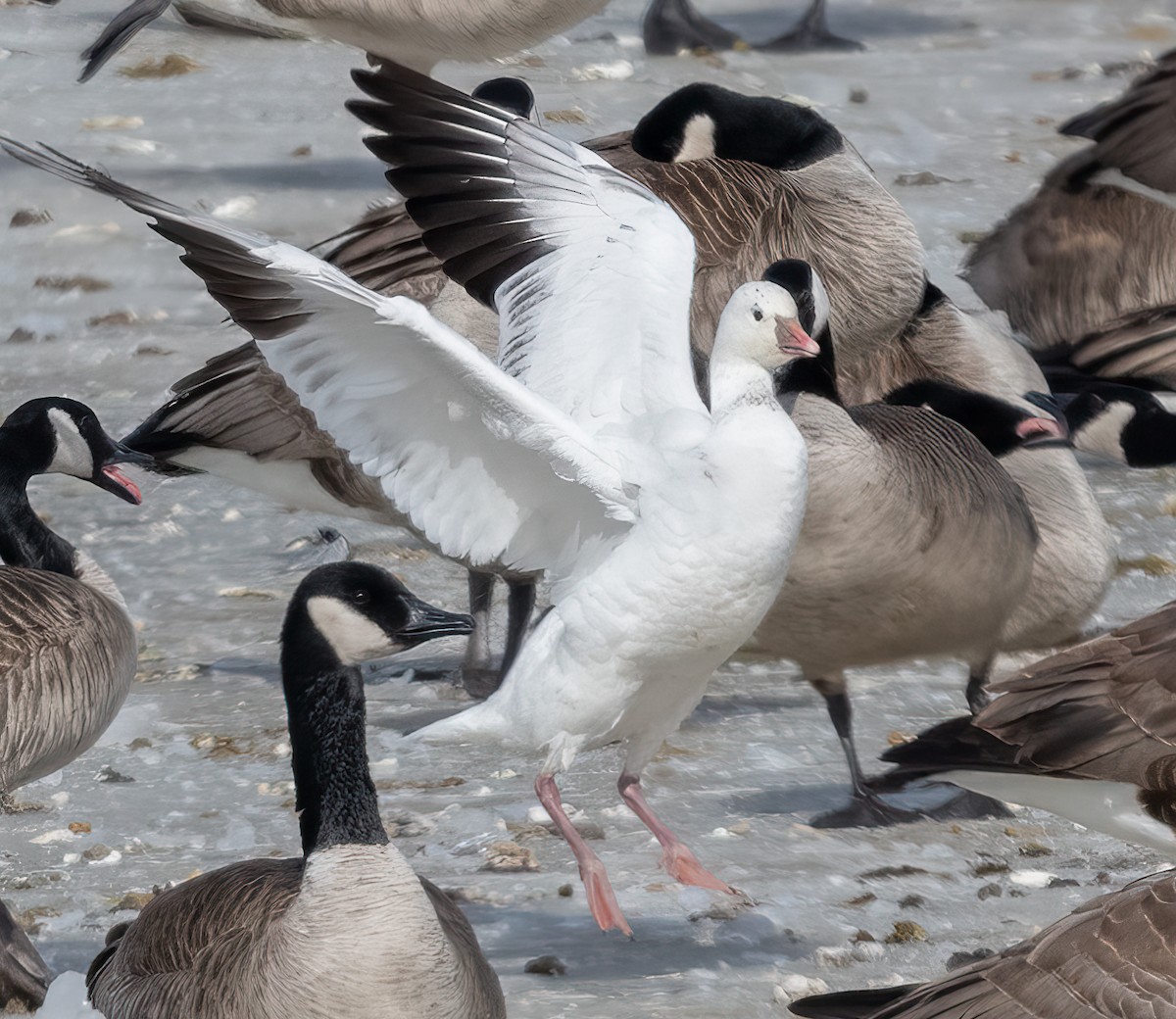 Ross's Goose - ML616425692