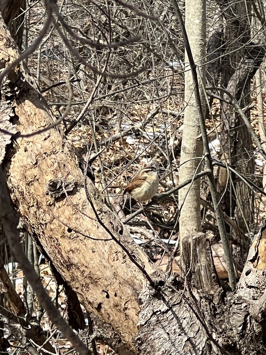 Carolina Wren - ML616425734