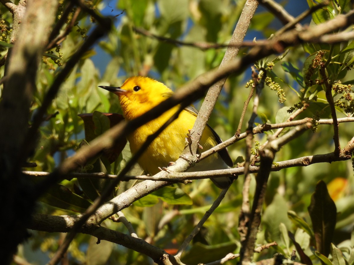 Prothonotary Warbler - ML616425737