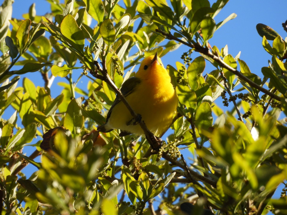 Prothonotary Warbler - ML616425751