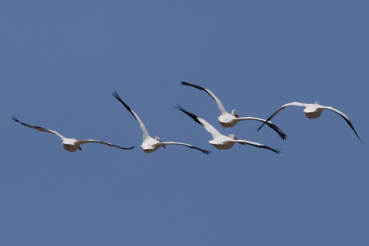 American White Pelican - ML616425780