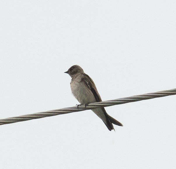 Northern Rough-winged Swallow - ML616425786