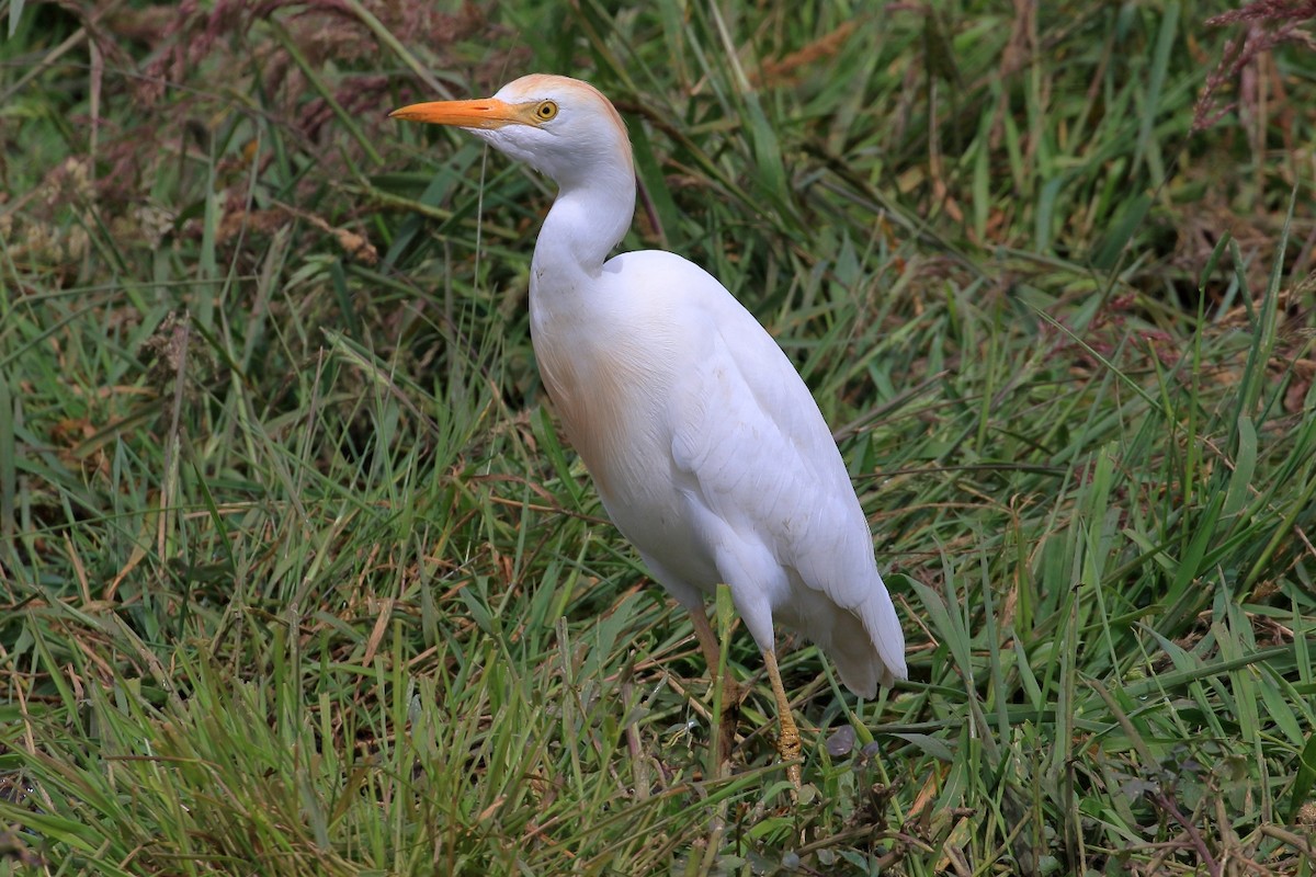 Western Cattle Egret - Manfred Bienert