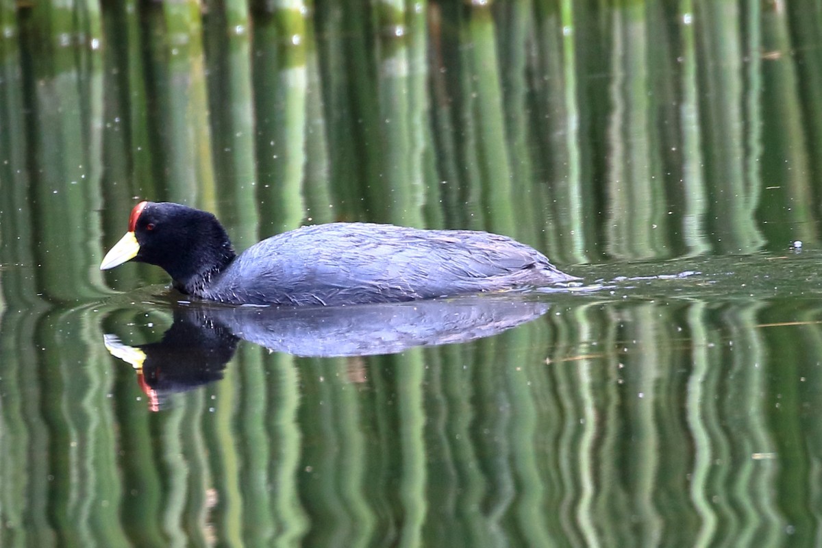 Slate-colored Coot - ML616425883