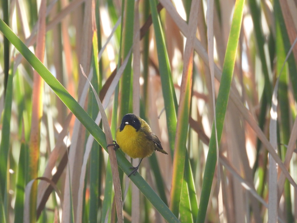 Black-polled Yellowthroat - ML616425980