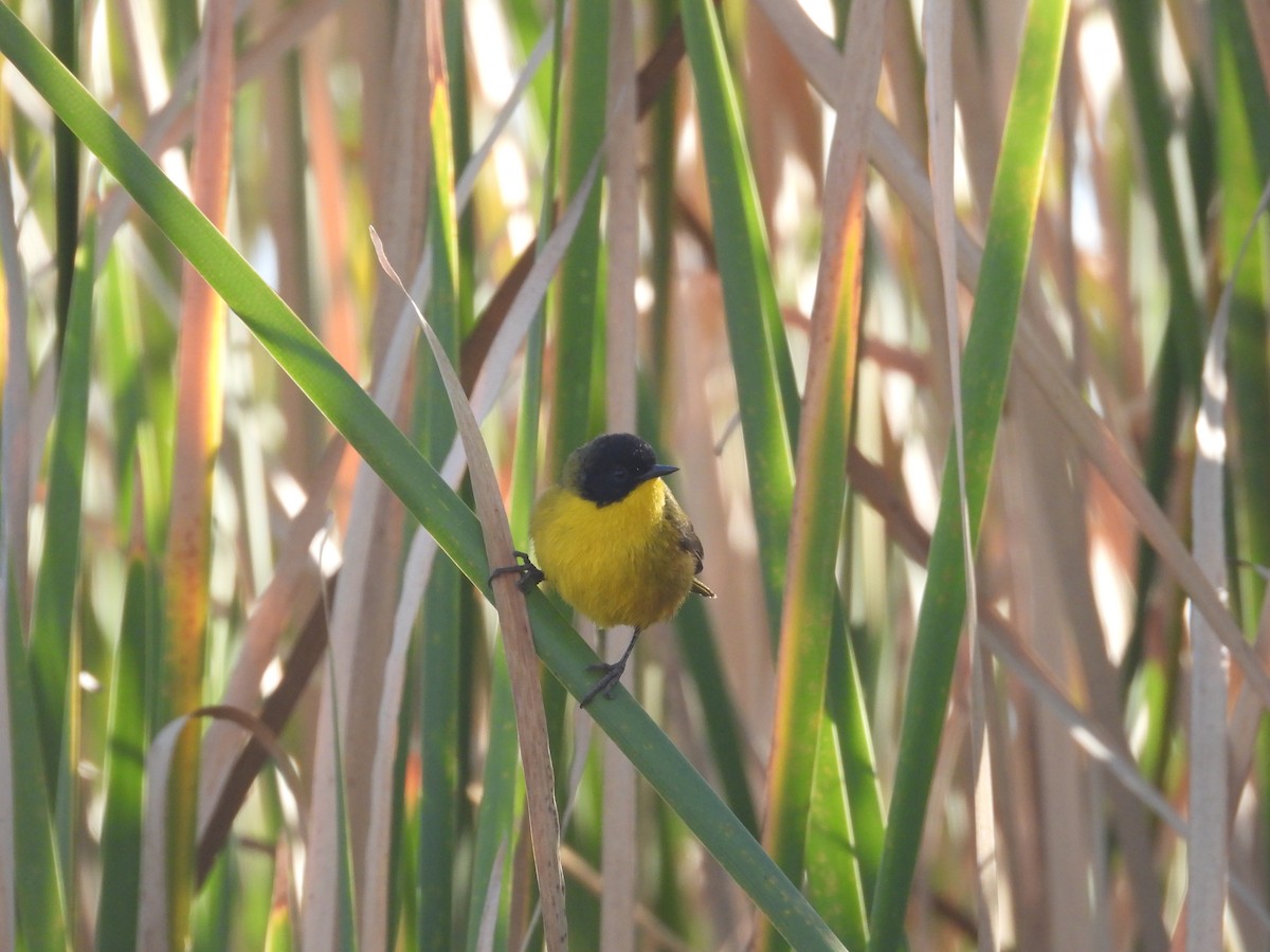 Black-polled Yellowthroat - ML616425981